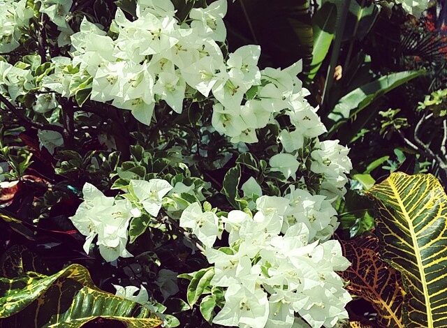 Honey Moon Bali-2014.04.14